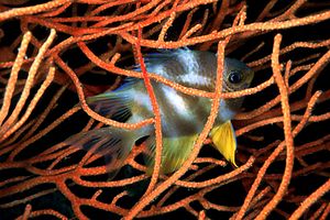 Castagnola dorata (Amblyglyphidodon aureus)