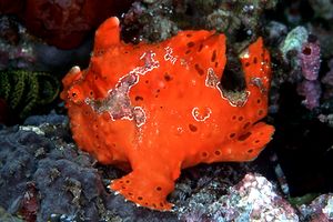 Pesce rana maculato (Antennarius maculatus)