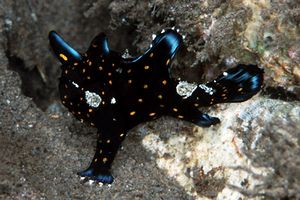 Pesce rana pitturato (Antennarius pictus)