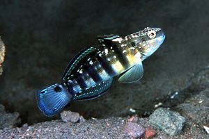 Ghiozzo a bande (Amblygobius phalaena)