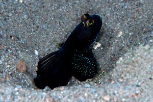 Ghiozzo del gambero (Cryptocentrus sp.)