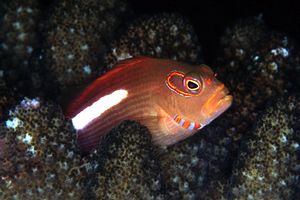 Pesce falco arcato (Paracirrhites arcatus)