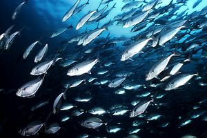 Arenicola (N.d. n.d.)