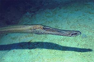 Pesce trombetta (Aulostomus maculatus)