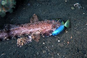 Pesce lucertola variegato (Synodus variegatus)