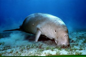 Dugongo (Dugong dugon)