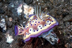 Chromodoris kuniei (Chromodoris kuniei)