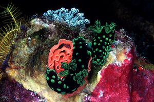 Nembrotha (Nembrotha cristata)