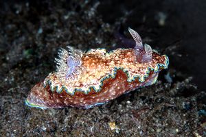 Glossodoris (Glossodoris cincta)