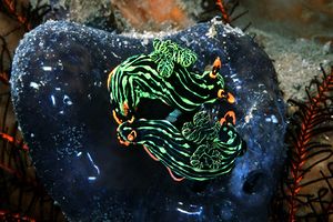 Nembrotha (Nembrotha kubaryana)