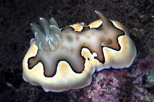 Chromodoris coi (Chromodoris coi)