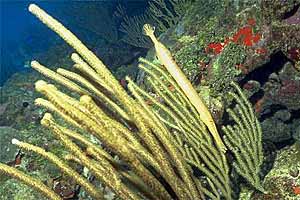 Pesce trombetta (Aulostomus maculatus)