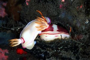 Hypselodoris (Hypselodoris bullocki)