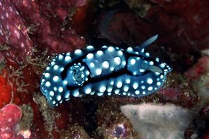 Nudibranco (Aldisa williamsi)