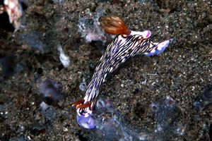 Hypselodoris (Hypselodoris zephyra)