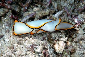 Chelinodura (Chelidonura pallida)