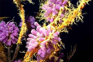 Clavelina (Clavelina picta)