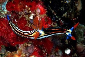 Nembrotha (Nembrotha aurea)