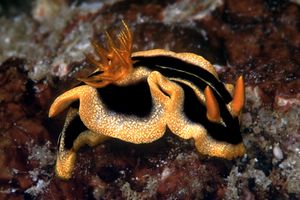 Chromodoris (Chromodoris joshi)