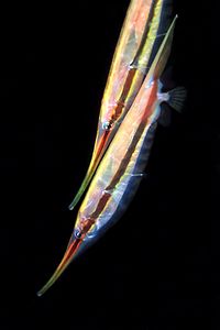 Pesce rasoio rigido (Centriscus scutatus)