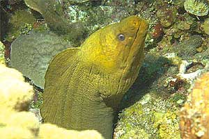 Murena verde (Gymnothorax funebris)