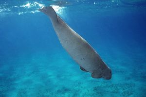 Dugongo (Dugong dugon)