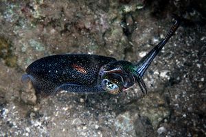 Calamaro di reef (Sepioteuthis lessoniana)