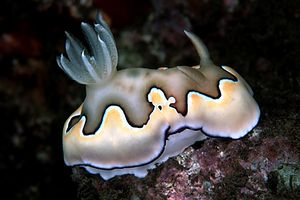 Chromodoris coi (Chromodoris coi)