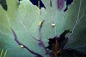 Gorgonia a ventaglio (Gorgonia ventalina)