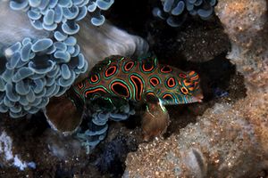 Pesce mandarino (Synchiropus picturatus)