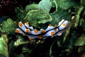 Oloturia (Bohadschia graeffei)