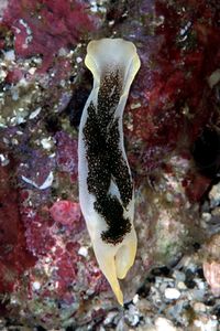 Chelidonura (Chelidonura amoena)