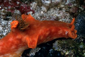 Ceratosoma (Ceratosoma gracillimum)