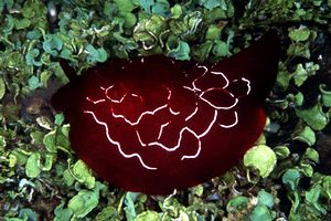 Pleurobranco di forskal (Pleurobranchus forskali)