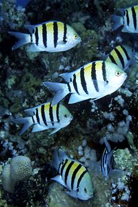 Pesce sergente (Abudefduf vaigiensis)