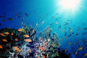 Arenicola (N.d. n.d.)