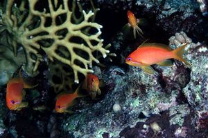 Castagnola  tropicale (Pseudanthias squamipinnis)