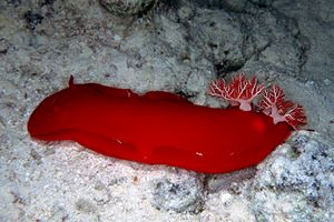 Ballerina spagnola (Hexabranchus sanguineus)