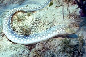 Murena (Myrichthys breviceps (ex acuminatus))