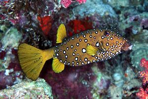 Pesce scatola cubo (Ostracion cubicus)