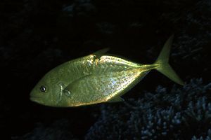 Carango dorato (Carangoides bajad)