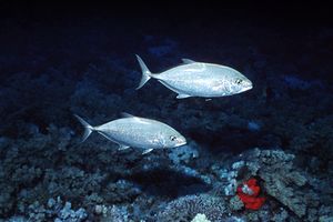 Carango dorato (Carangoides bajad)