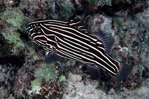 Pesce saponetta (Grammistes sexlineatus)