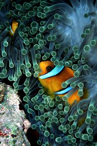 Pesce pagliaccio (Amphiprion bicinctus)