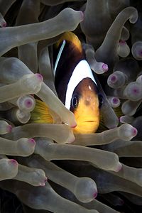 Pesce pagliaccio (Amphiprion bicinctus)