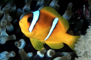 Pesce pagliaccio (Amphiprion bicinctus)