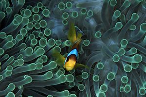 Pesce pagliaccio (Amphiprion bicinctus)