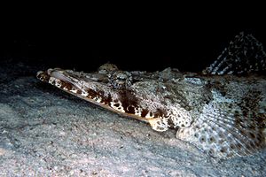 Pesce coccodrillo (Papilloculiceps longiceps)