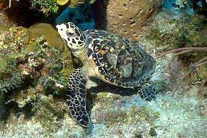 Tartaruga (Eretmochelys imbricata)