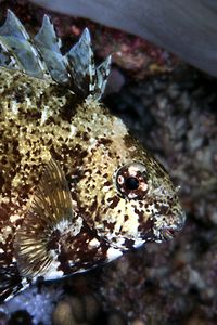 Siganide (Siganus rivulatus)